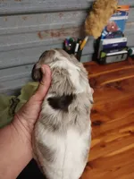 Pauly, a male Cocker Spaniel for sale in Hattieville, AR – Photo 6 of 8