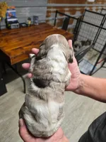 Pauly, a male Cocker Spaniel for sale in Hattieville, AR – Photo 3 of 8