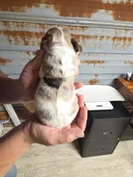 Pauly, a male Cocker Spaniel for sale in Hattieville, AR – Photo 8 of 8