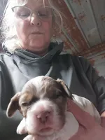 Pauly, a male Cocker Spaniel for sale in Hattieville, AR – Photo 5 of 8