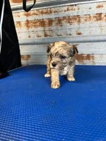 Betty, a female Yorkshire Terrier for sale in Hattieville, AR – 2 of 7