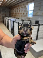Barney, a male Yorkshire Terrier for sale in Hattieville, AR – 1 of 2