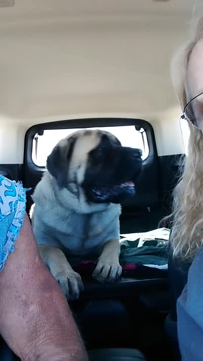 Jethro, a male English Mastiff for sale in Hattieville, AR – 5 of 5