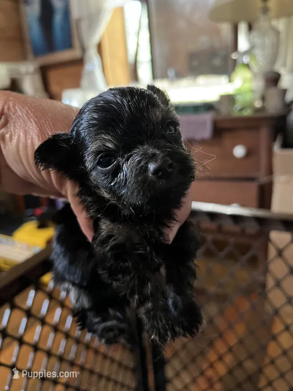 Fancy – Chorkie puppy for sale in Hattieville, AR
