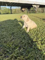 Samson, a male Goldendoodle for sale in Hattieville, AR – Photo 5 of 9