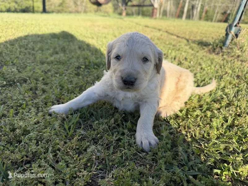 Samson – Goldendoodle puppy for sale in Hattieville, AR