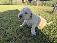 Samson, a male Goldendoodle for sale in Hattieville, AR – Photo 4 of 9