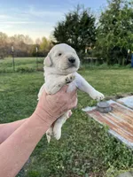 Samson, a male Goldendoodle for sale in Hattieville, AR – Photo 7 of 9