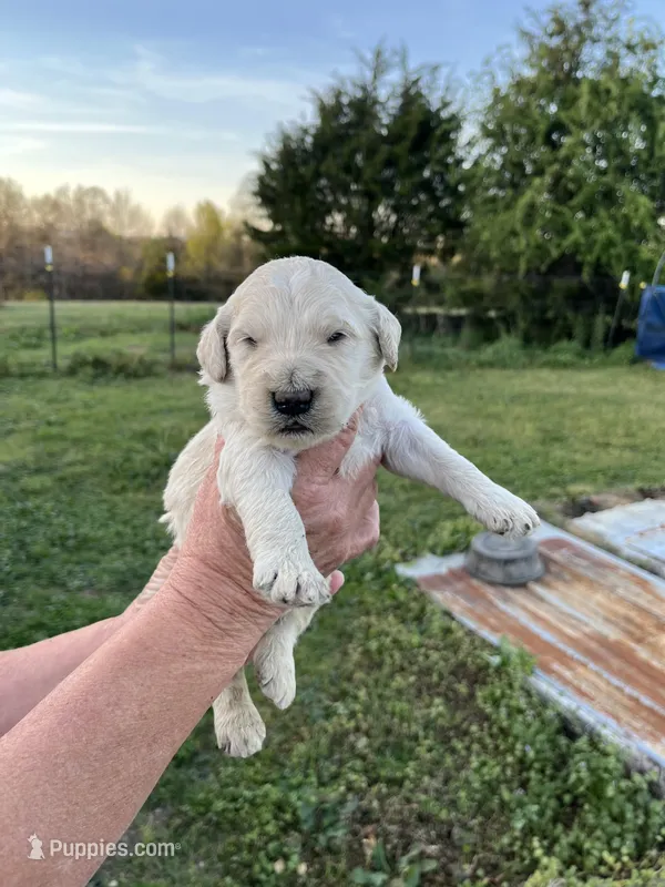 Samson – Goldendoodle puppy for sale in Hattieville, AR
