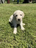 Samson, a male Goldendoodle for sale in Hattieville, AR – Photo 2 of 9