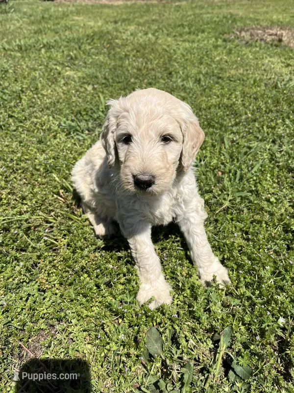 Samson – Goldendoodle puppy for sale in Hattieville, AR