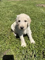 Samson, a male Goldendoodle for sale in Hattieville, AR – Photo 1 of 9