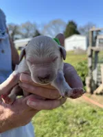 Samson, a male Goldendoodle for sale in Hattieville, AR – Photo 1 of 2