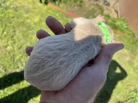 Samson, a male Goldendoodle for sale in Hattieville, AR – Photo 2 of 2