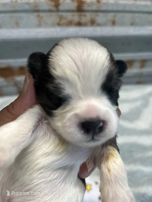 Mo – Shorkie puppy for sale in Hattieville, AR
