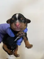 Vanna, a female Cavalier King Charles Spaniel for sale in Hattieville, AR – 3 of 5