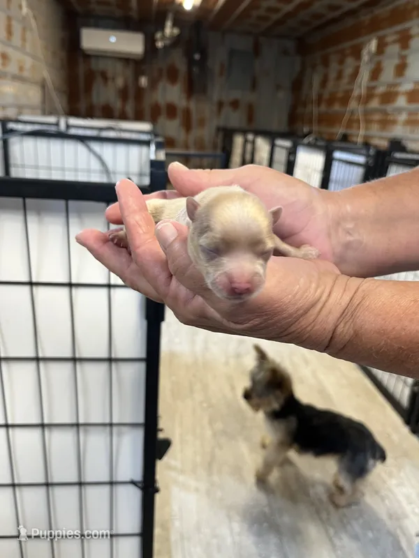 Pete – Chorkie puppy for sale in Hattieville, AR