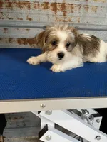 Larry, a male Shorkie for sale in Hattieville, AR – 2 of 9