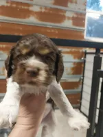 Betsy, a female Cocker Spaniel for sale in Hattieville, AR – Photo 1 of 8