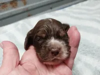 Betsy, a female Cocker Spaniel for sale in Hattieville, AR – Photo 8 of 8