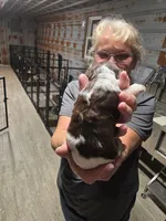 Betsy, a female Cocker Spaniel for sale in Hattieville, AR – Photo 6 of 8