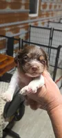 Betsy, a female Cocker Spaniel for sale in Hattieville, AR – Photo 3 of 8