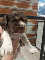 Betsy, a female Cocker Spaniel for sale in Hattieville, AR – Photo 2 of 8