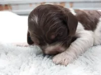 Betsy, a female Cocker Spaniel for sale in Hattieville, AR – Photo 7 of 8