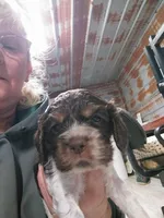 Betsy, a female Cocker Spaniel for sale in Hattieville, AR – Photo 5 of 8