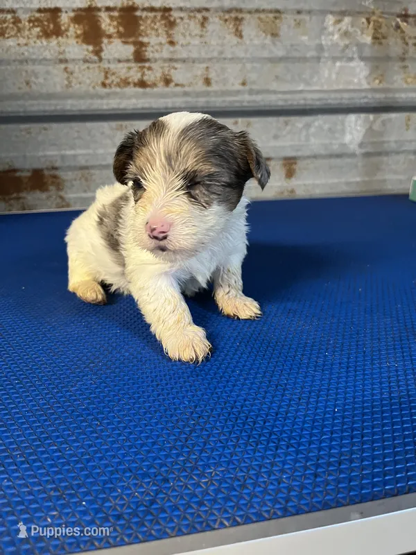 Archie – Yorkshire Terrier puppy for sale in Hattieville, AR