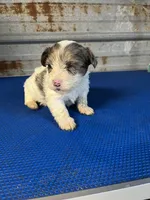 Archie, a male Yorkshire Terrier for sale in Hattieville, AR – 4 of 9