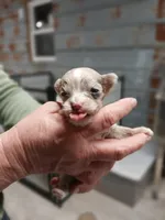 Maddie, a female Yorkshire Terrier for sale in Hattieville, AR – Photo 3 of 8