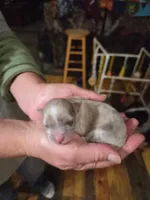 Maddie, a female Yorkshire Terrier for sale in Hattieville, AR – Photo 7 of 8