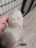 Maddie, a female Yorkshire Terrier for sale in Hattieville, AR – Photo 6 of 8