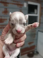Maddie, a female Yorkshire Terrier for sale in Hattieville, AR – Photo 4 of 8