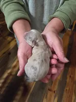 Maddie, a female Yorkshire Terrier for sale in Hattieville, AR – Photo 8 of 8