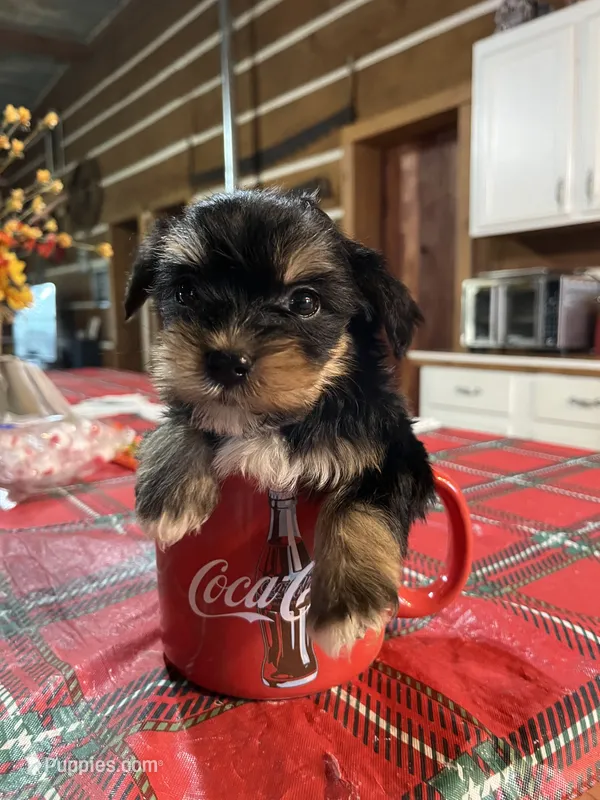 Jobe – Yorkshire Terrier puppy for sale in Hattieville, AR