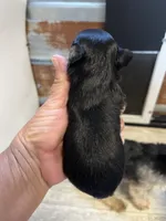 Bobby, a male Chorkie for sale in Hattieville, AR – 6 of 8