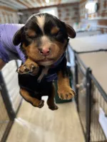 Vanna, a female Cavalier King Charles Spaniel for sale in Hattieville, AR – 1 of 5