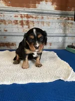 Vanna, a female Cavalier King Charles Spaniel for sale in Hattieville, AR – 2 of 10