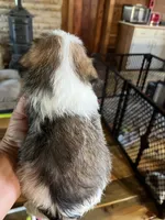 Mo, a male Shorkie for sale in Hattieville, AR – 2 of 5