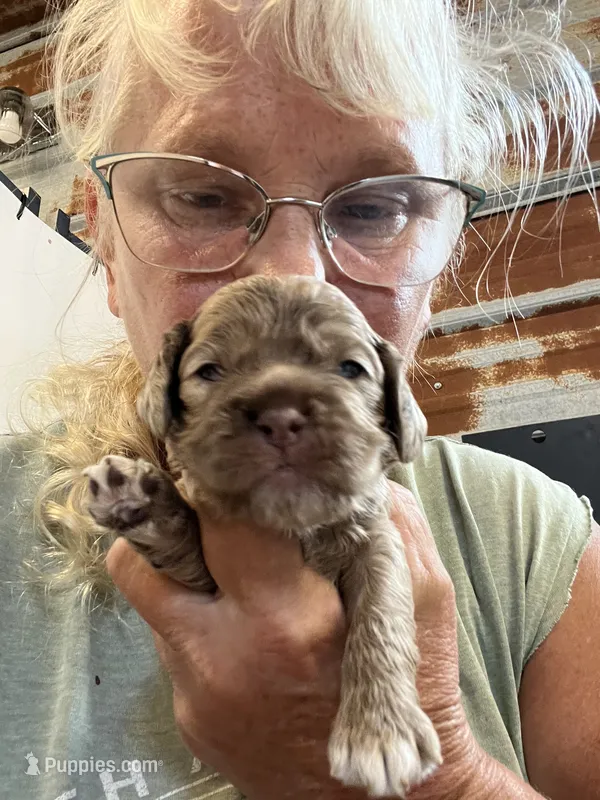 Randy – Cocker Spaniel puppy for sale in Hattieville, AR