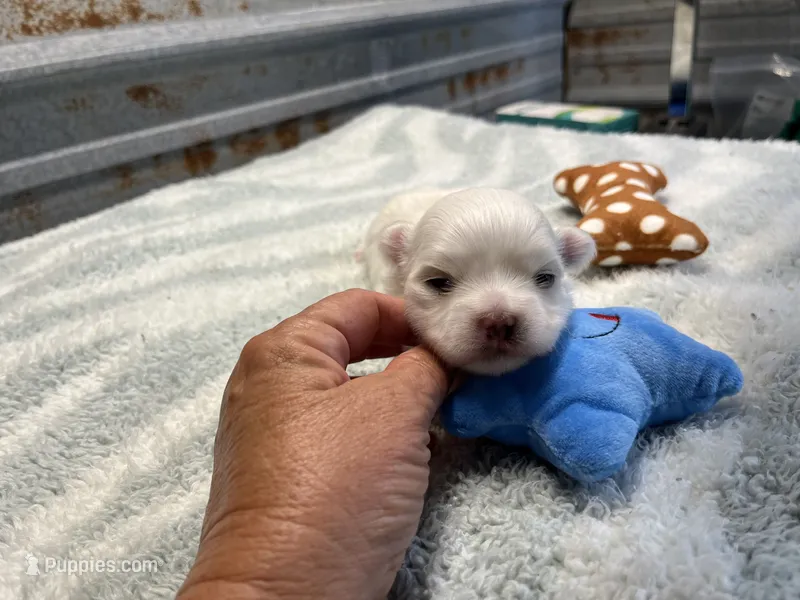 Josh – Maltese puppy for sale in Hattieville, AR