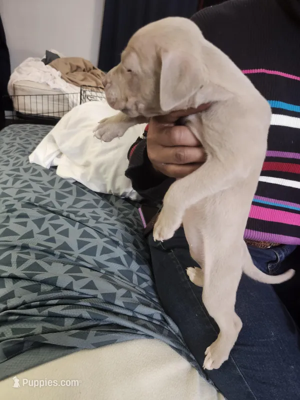 #7 Price Negotiable – American Pit Bull Terrier puppy for sale in Dickson City, PA