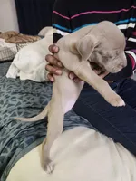 #7 Price Negotiable, a female American Pit Bull Terrier for sale in Dickson City, PA – Photo 4 of 4