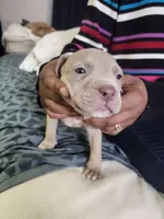 #7 Price Negotiable, a female American Pit Bull Terrier for sale in Dickson City, PA – Photo 3 of 4