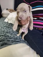 #7 Price Negotiable, a female American Pit Bull Terrier for sale in Dickson City, PA – Photo 2 of 4
