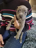 #2 Price Negotiable, a female American Pit Bull Terrier for sale in Dickson City, PA – Photo 3 of 5