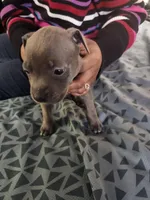 #2 Price Negotiable, a female American Pit Bull Terrier for sale in Dickson City, PA – Photo 5 of 5