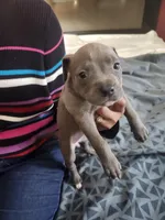 #2 Price Negotiable, a female American Pit Bull Terrier for sale in Dickson City, PA – Photo 4 of 5